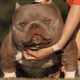 assmuncher