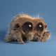 spid3rsix