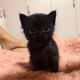 peruvian_cat