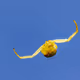 yellowspider