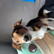chillwitspike