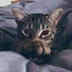 ViLyx