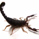 Veiovis