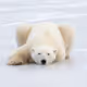 polarbeartoenail_vault