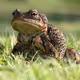 ToadKing