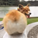 CorgisPuu