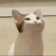 OneKatto