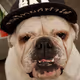Bulldog_12