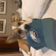 Artie_the_Corgi_2