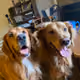 KoDKevdog