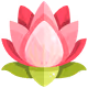 Lotus_pink