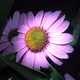 0xa09a34dea412772c9570c3decb10ac77dfc0530a