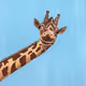 MmmChad