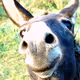 SpaceDonkey