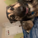 Dogodoge