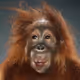 ApeHill