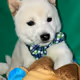 ShibaInu7