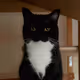 Kirilov