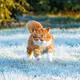 GingerFloof