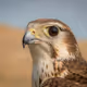 69Falcon