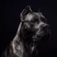 Sheree_Georgestocker