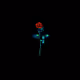 HouseofFlowers