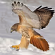 SShawk1