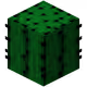 CactusGuy