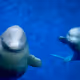 2whales2