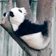 Softpanda