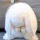 Bunnybunnn