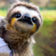 Slotho