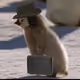 Puff_Penguin