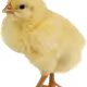 0xa3e99f5c6c51fa002031206ef873e89eb79968b8