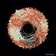 yinyang
