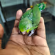 Rajib850