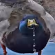 ThirstyDuck