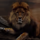 Alexgold12345z