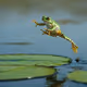 frog_1131231242