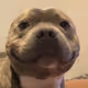 nicolaiagui