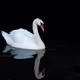 RivalSwan