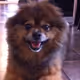 -Seabass-