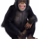 Apeman_23