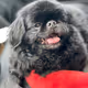 MomoDoggo