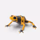 the_yellow_dart