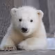 RyanBear