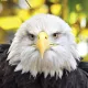 Faster_than_eagle