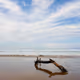 Driftwood