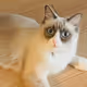 Atsuhirotta