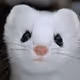 MysteryWeasel